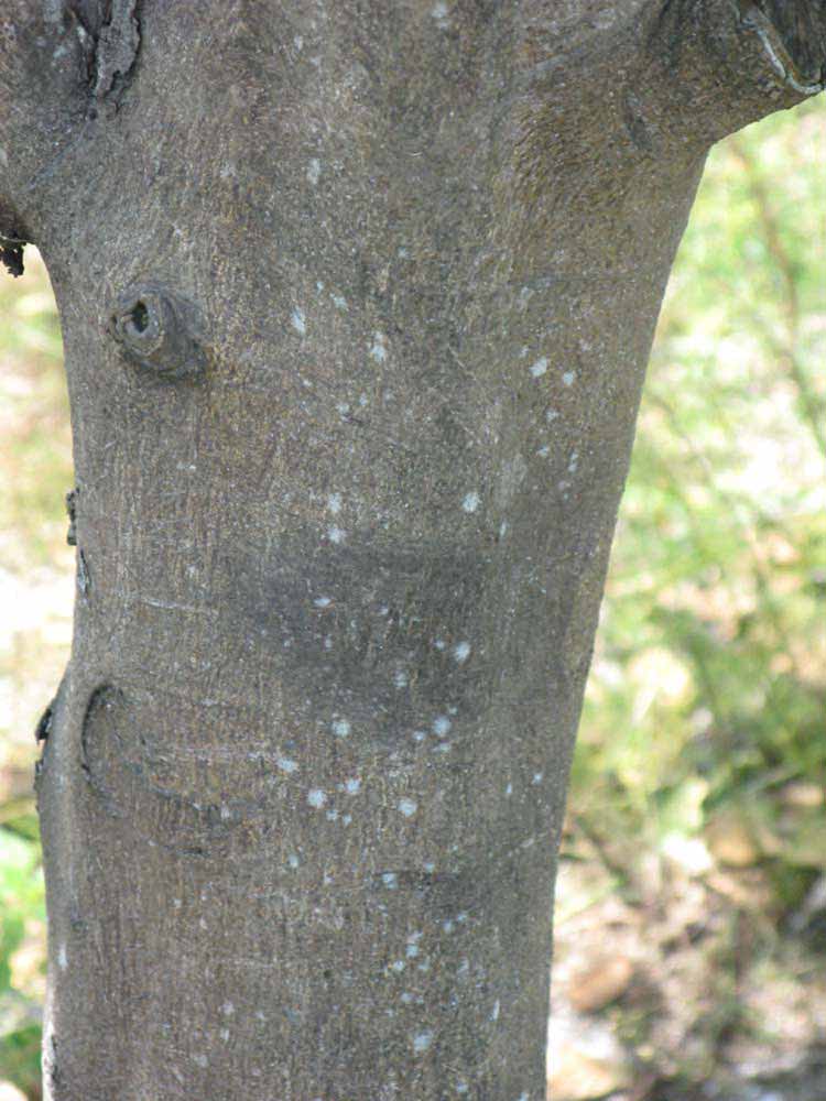            Bark (Pink Variegated, Winter Haven, FL)   